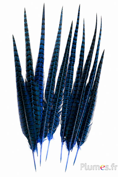 Fagiano di Colchide - 35-45 cm - blu